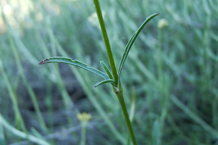 Silene paradoxa / Silene paradossa