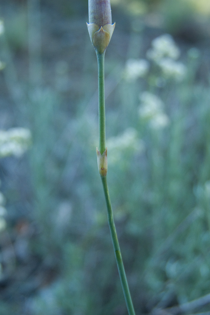 Dianthus silvestris