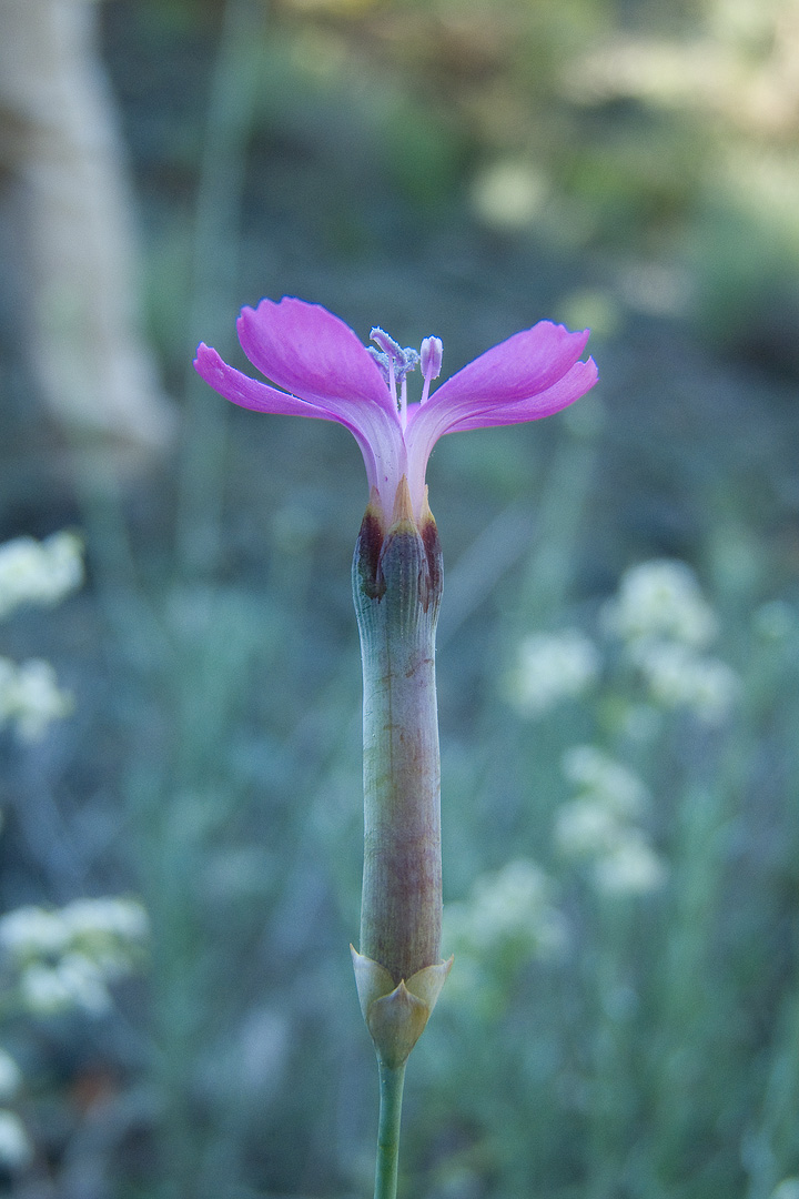 Dianthus silvestris