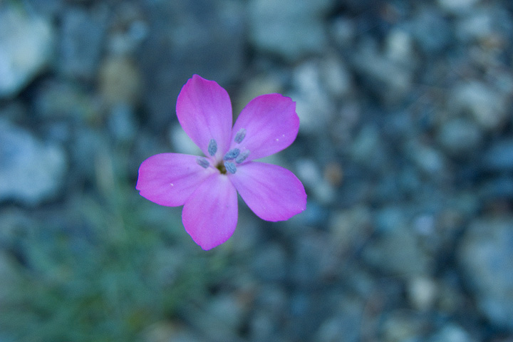 Dianthus silvestris