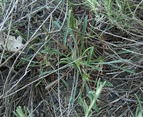 Silene paradoxa / Silene paradossa