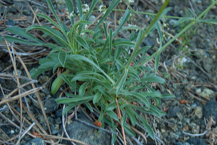 Silene paradoxa / Silene paradossa