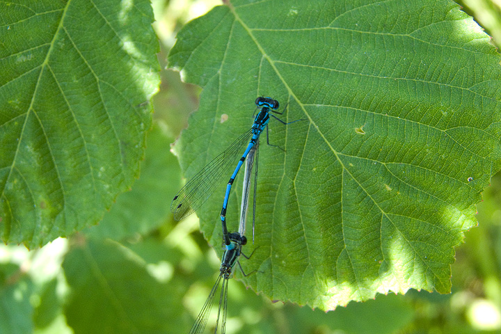 Coenagrion pulchellum?