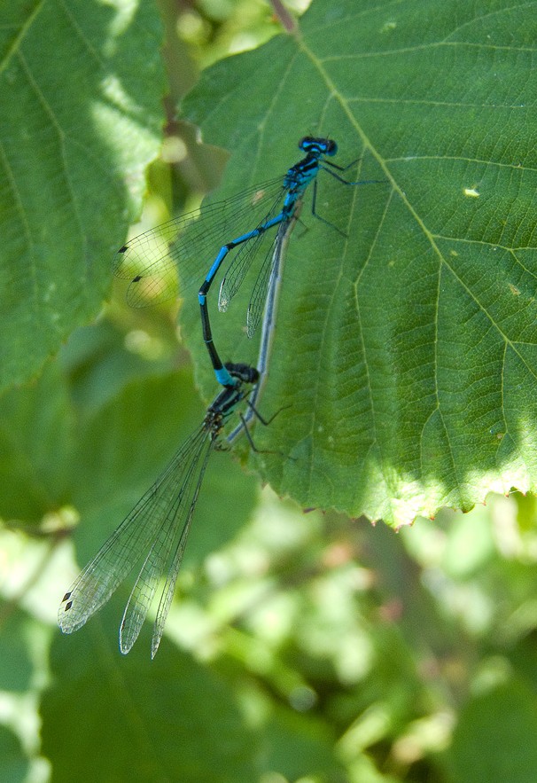 Coenagrion pulchellum?