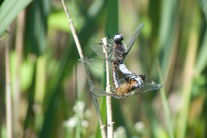 Libellula fulva