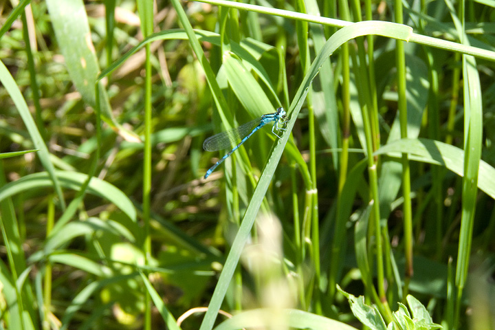 Coenagrion caerulescens?