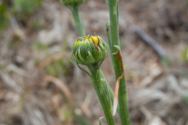 Senecio provincialis / Senecione provenzale