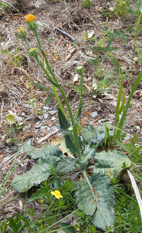 Senecio provincialis / Senecione provenzale