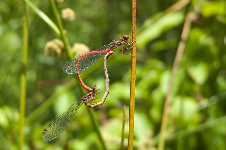 Ceriagrion  tenellum