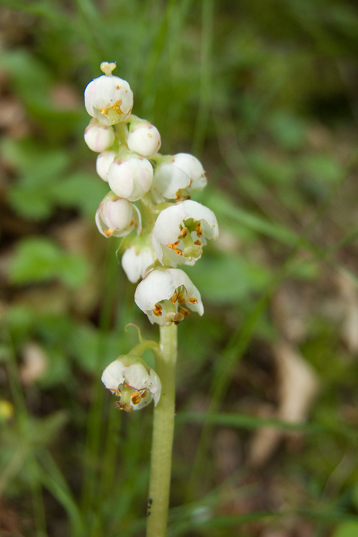 Pyrola media / Pirola intermedia