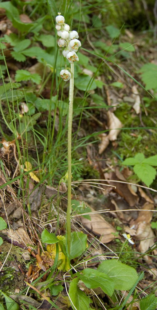 Pyrola media / Pirola intermedia