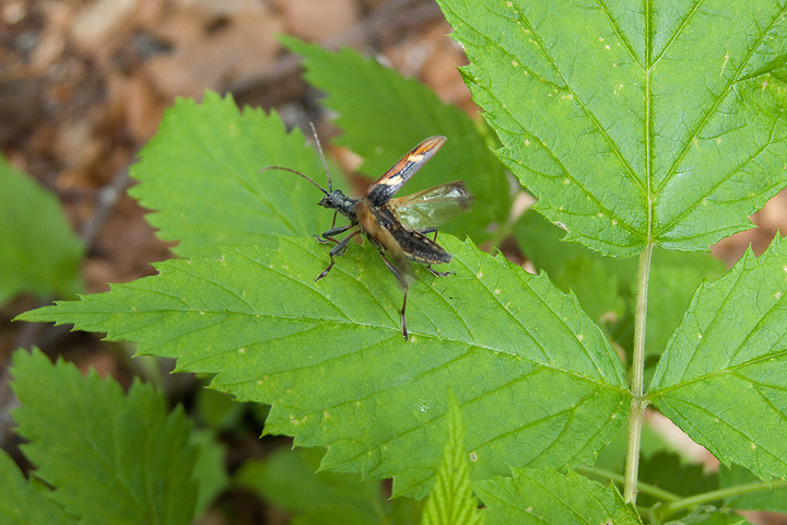 Cerambice? Rhagium (Hargium) bifasciatum