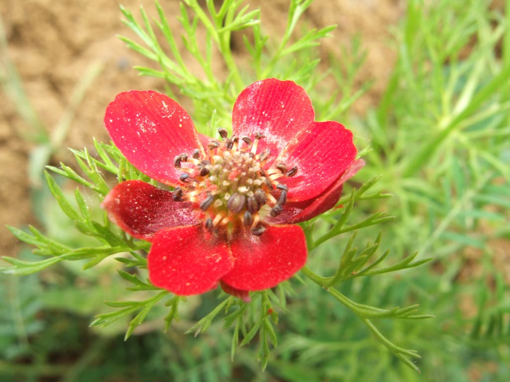 maremma 5 - Adonis annua