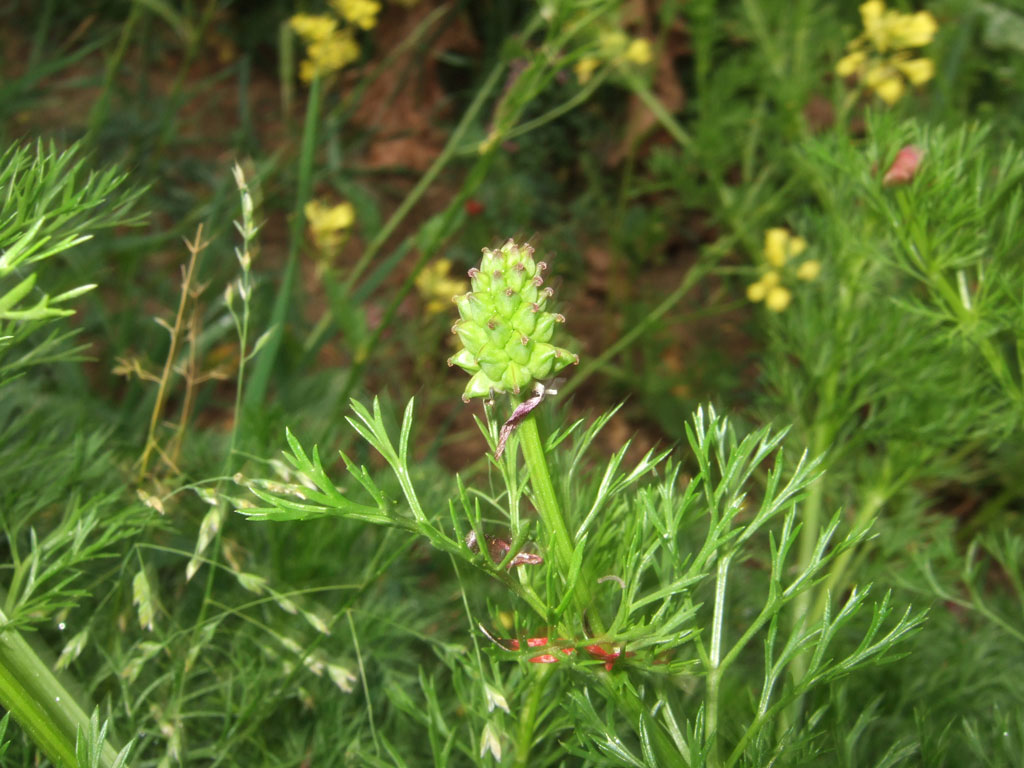 Adonis annua