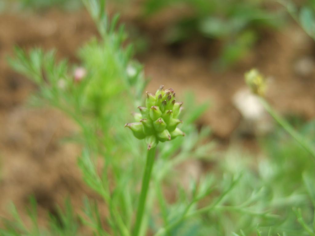 maremma 5 - Adonis annua