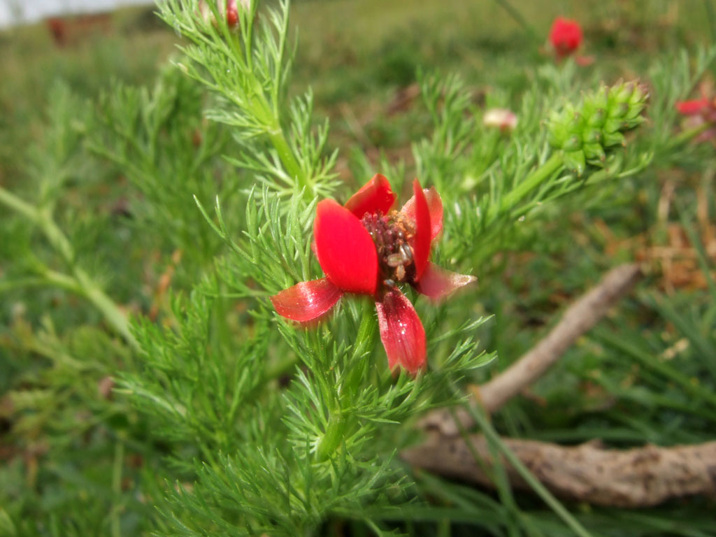 Adonis annua