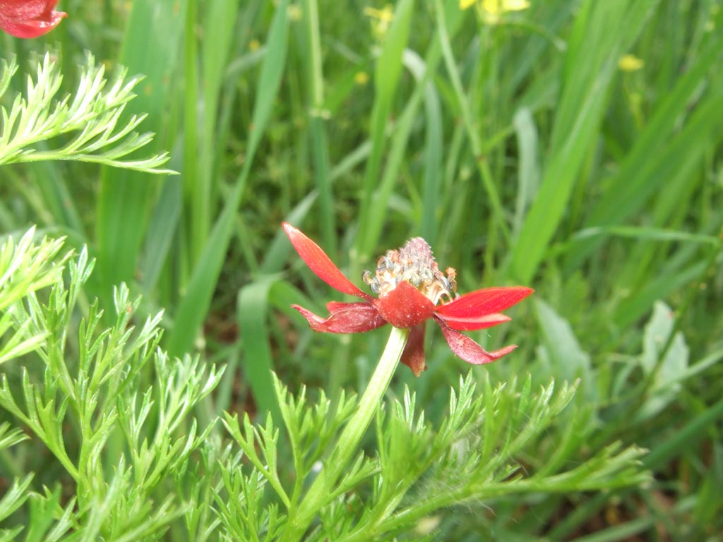 maremma 5 - Adonis annua