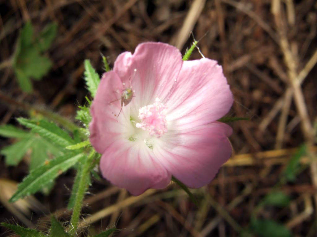 Althaea hirsuta