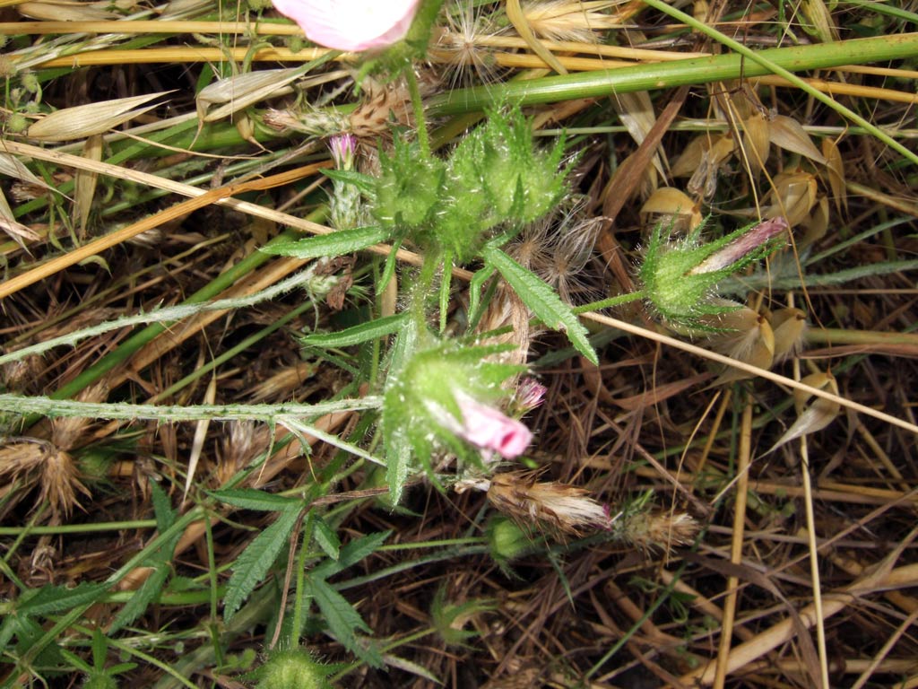 Althaea hirsuta