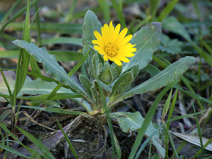 Calendula arvensis e Calendula officinalis a confronto