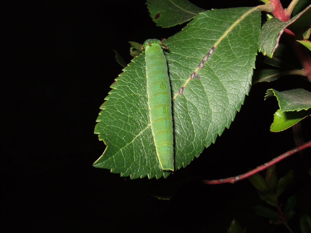 Segnalazione  Charaxes jasius a Firenze.