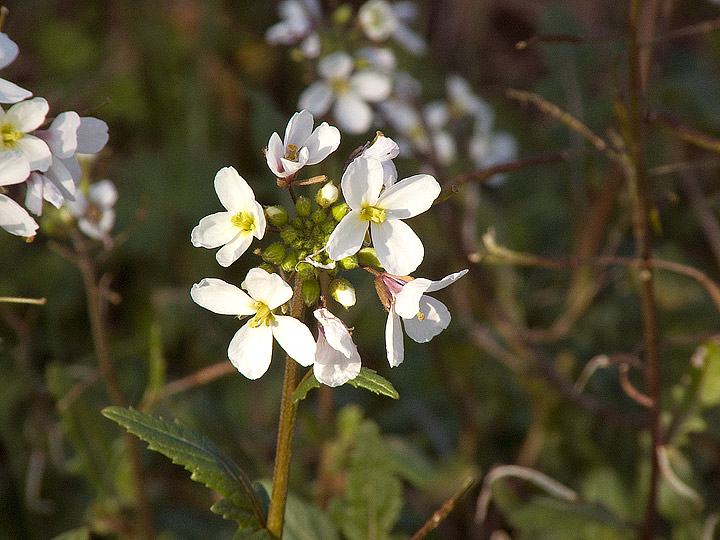 Diplotaxis erucoides / Ruchetta violacea