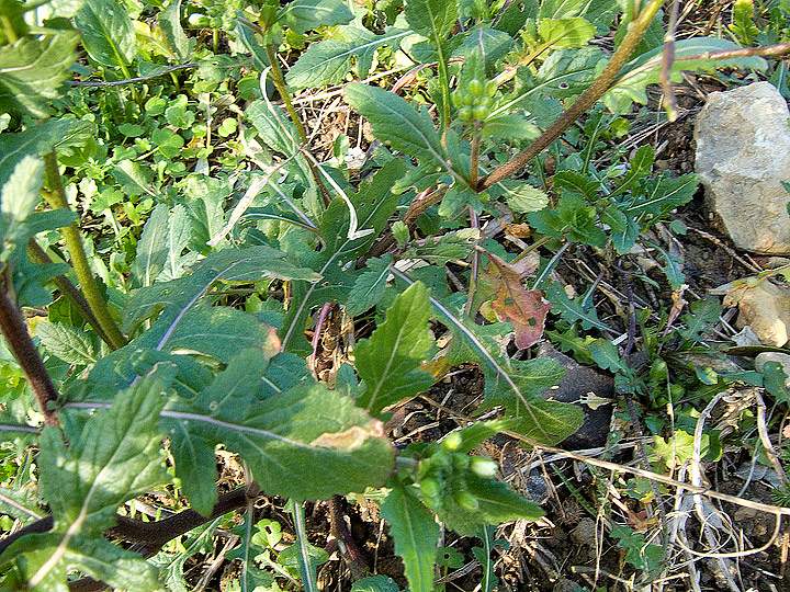 Diplotaxis erucoides / Ruchetta violacea