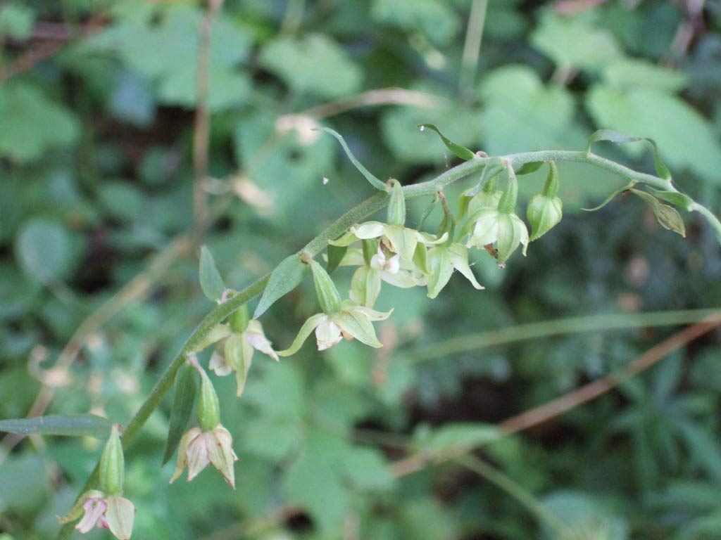 Epipactis del monte Morello