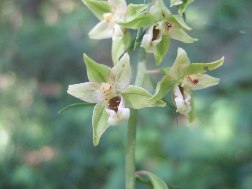 Epipactis del monte Morello