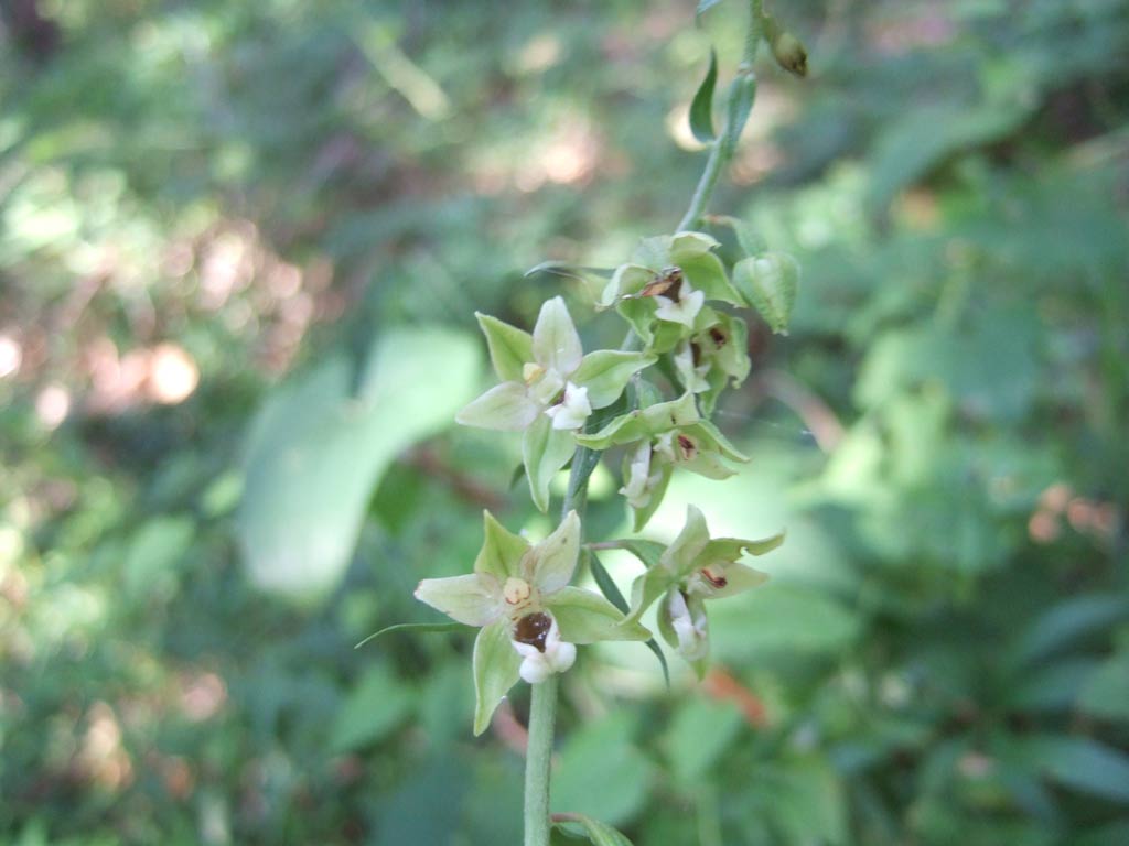 Epipactis del monte Morello