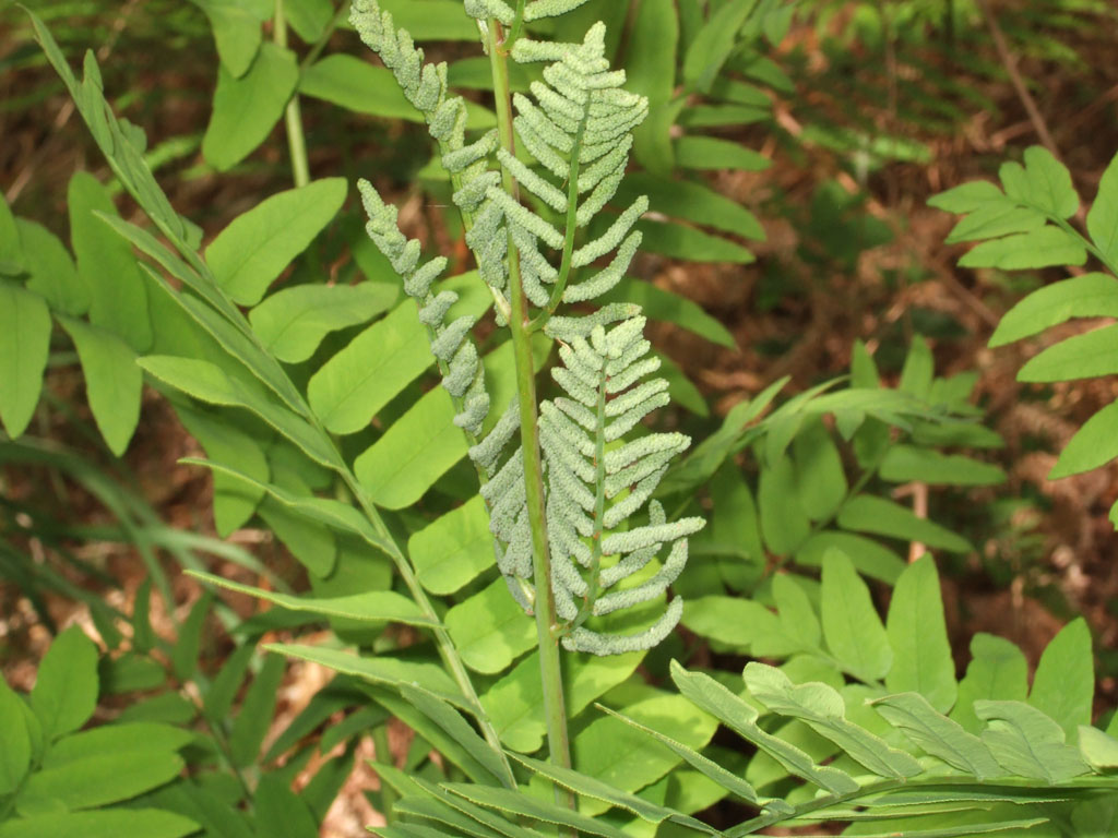 Osmunda regalis / Osmunda regale