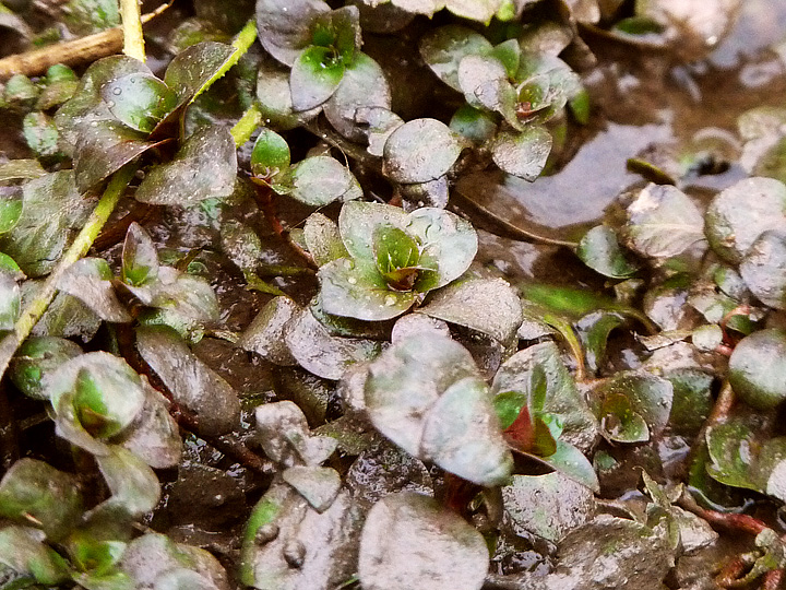 Ludwigia palustris  / Porracchia dei fossi
