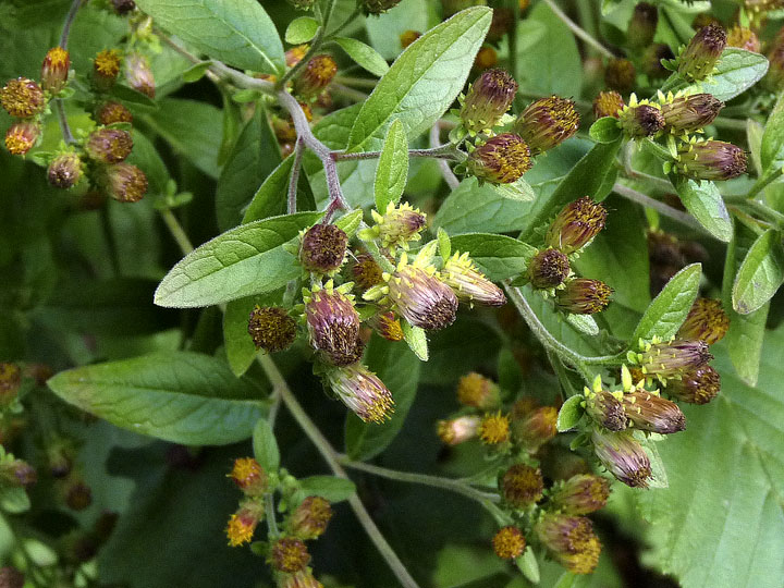 Inula conyzae