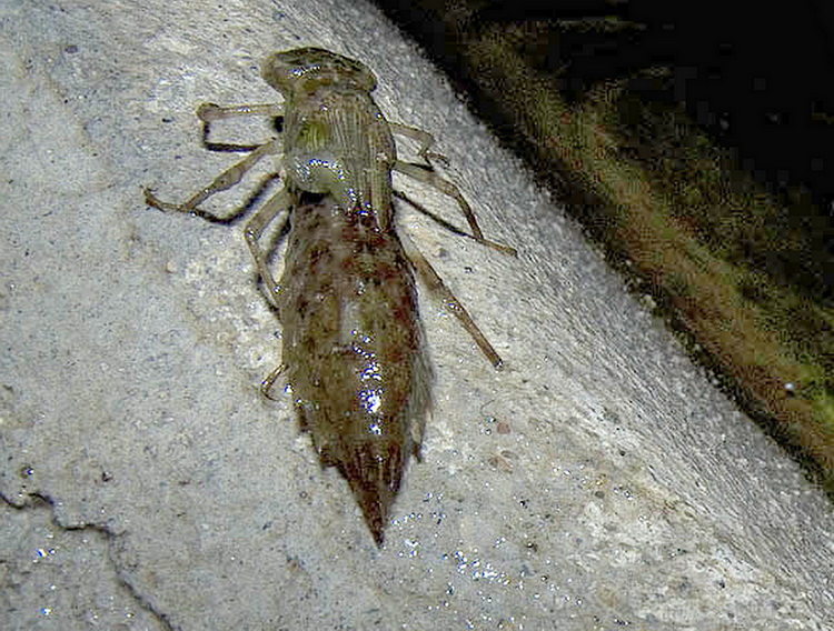 Larva di Anax parthenope che si prepara alla metamorfosi