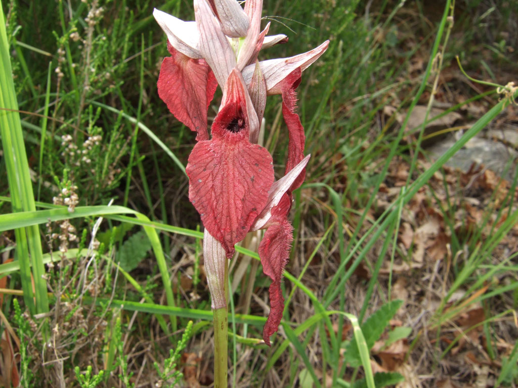 Serapias cordigera