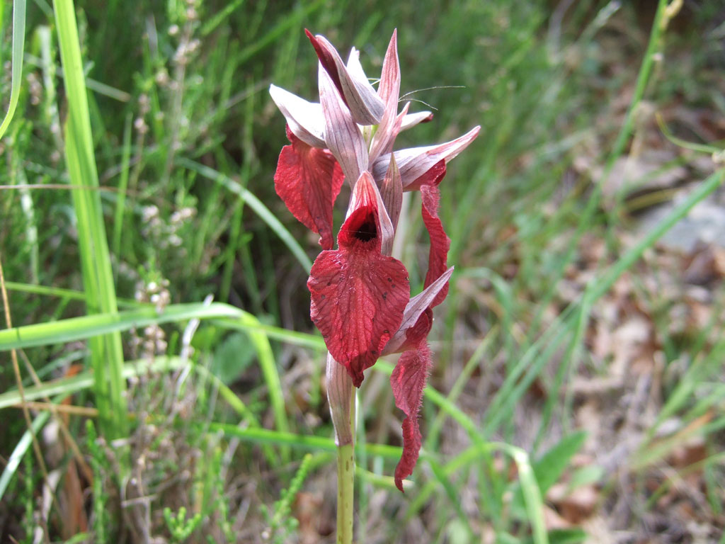 Serapias cordigera