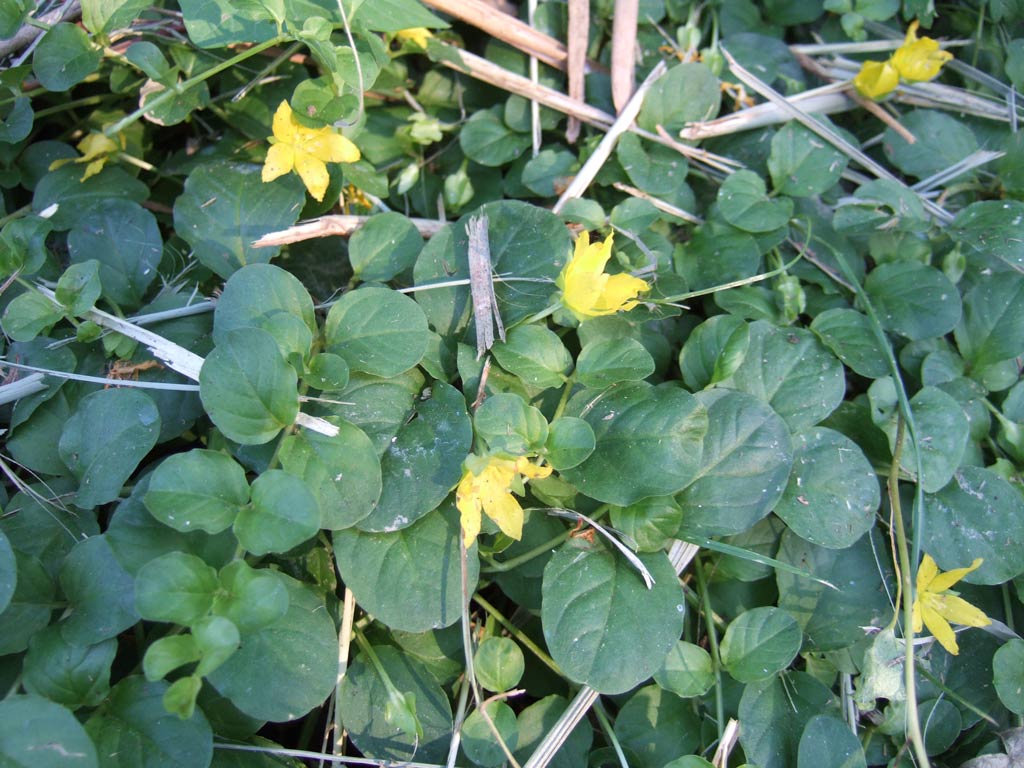 Lysimachia nummularia in Germania e nel mio giardino