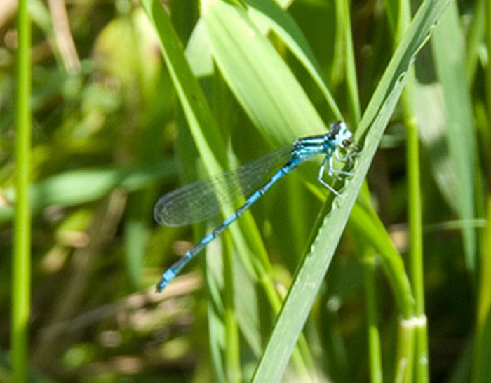 Coenagrion caerulescens?