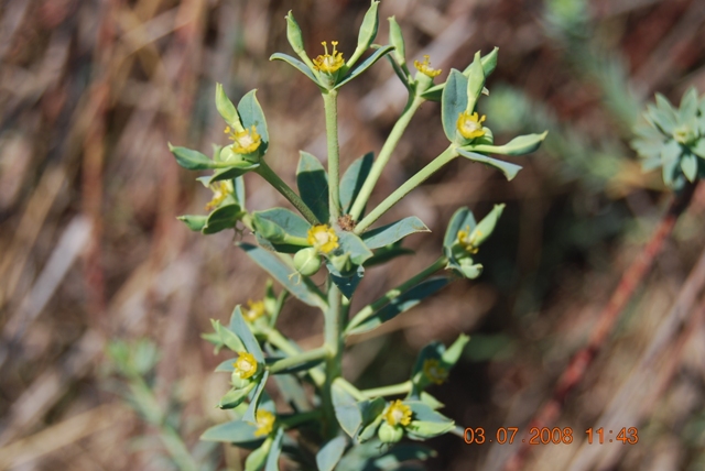 Euphorbia pithyusa subsp. cupanii  / Euforbia delle Baleari