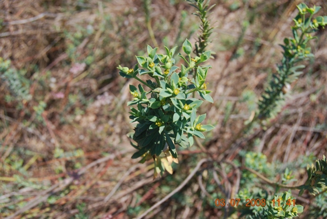 Euphorbia pithyusa subsp. cupanii  / Euforbia delle Baleari