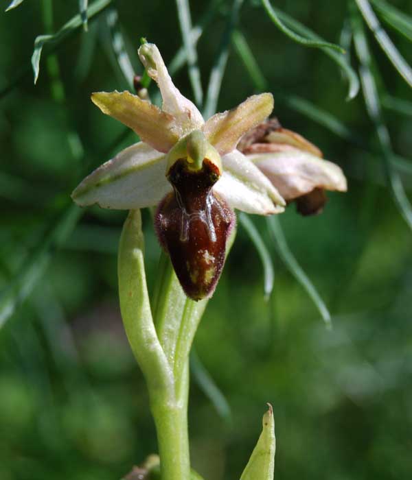 Ophrys exaltata?