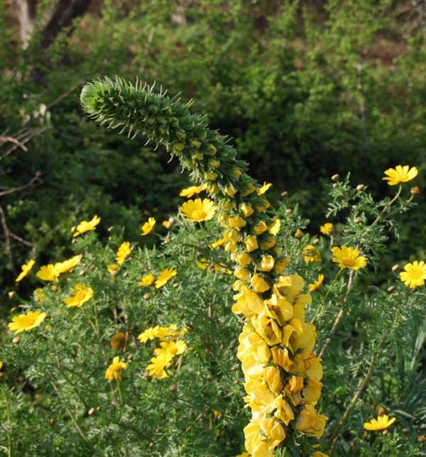 Verbascum creticum