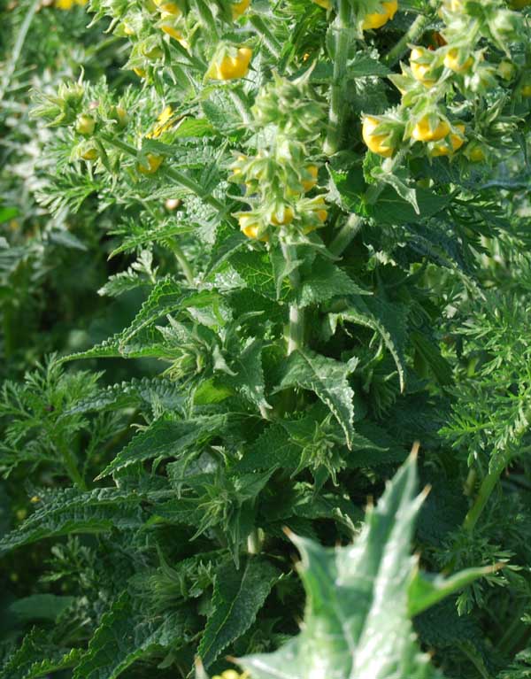 Verbascum creticum