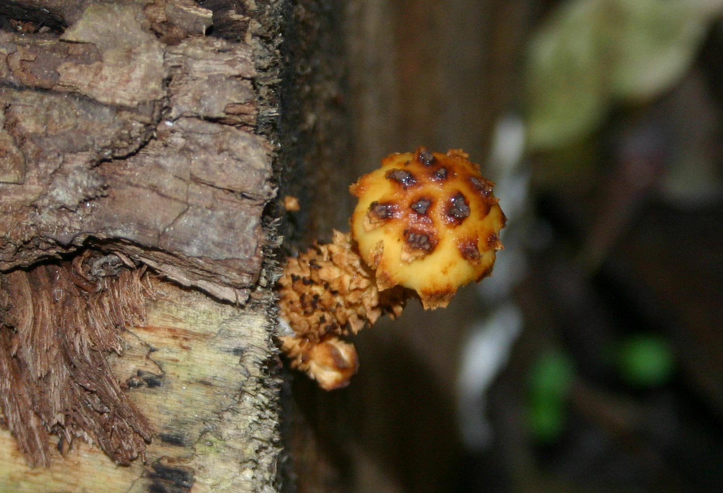 Pholiota