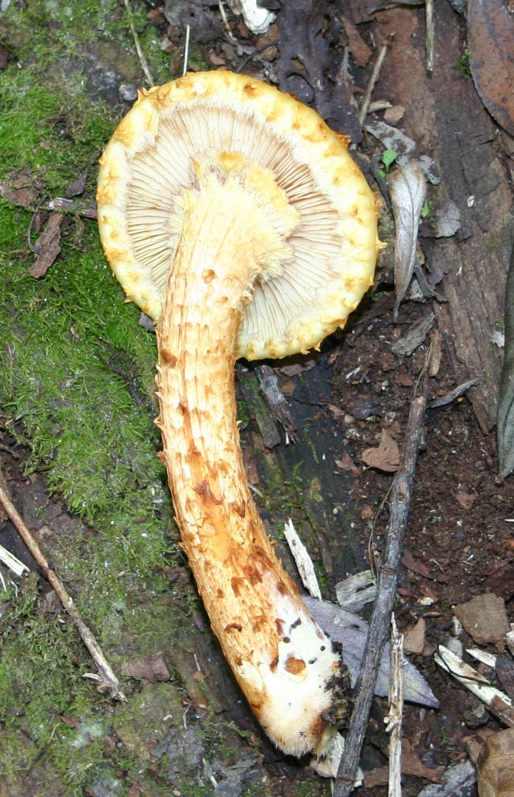 Pholiota