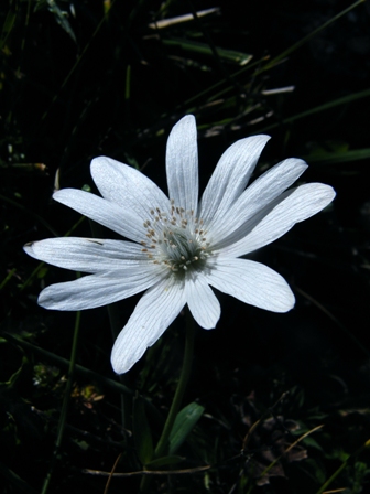 Anemone hortensis a fiore bianco