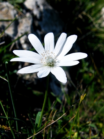 Anemone hortensis a fiore bianco