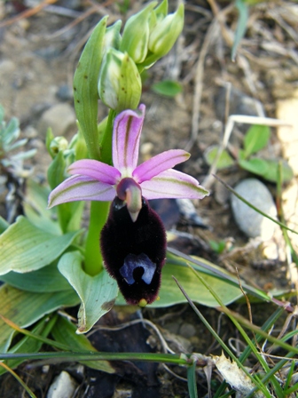 Dubbi di fine stagione orchidofila 1