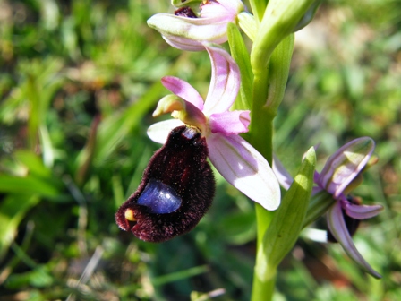 Dubbi di fine stagione orchidofila 1