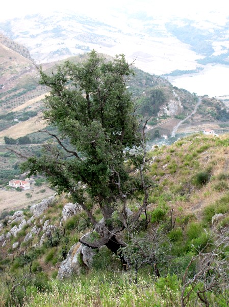 Vecchia guerriera - Quercus pubescens